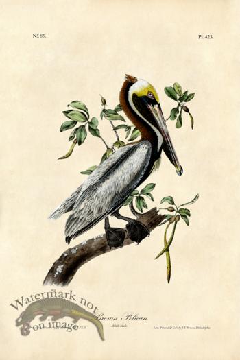 Brown Pelican